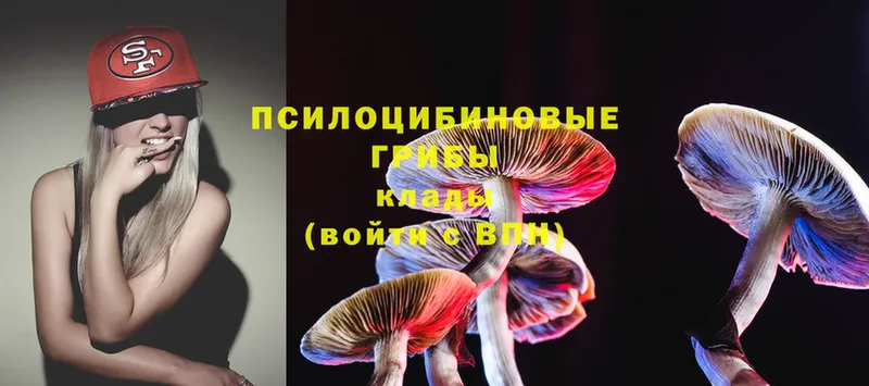 Псилоцибиновые грибы Psilocybe  продажа наркотиков  Гусиноозёрск 